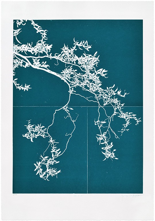 Salix #1