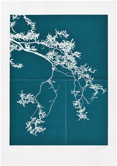 Salix #1