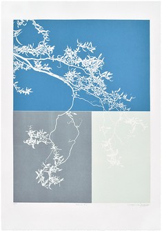 Salix #2