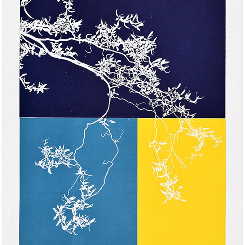 Salix #3