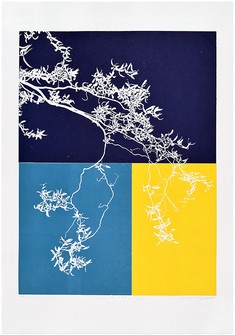 Salix #3